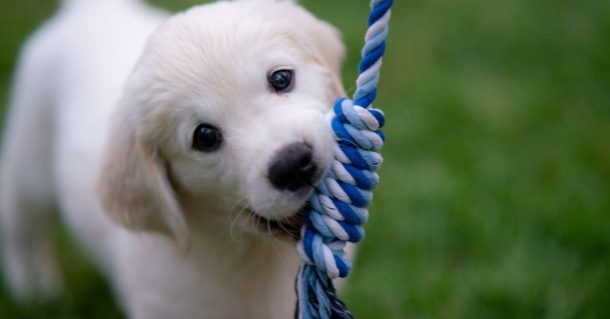 Can Puppies drink Evaporated Milk?