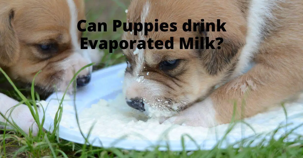 Can Puppies drink Evaporated Milk? - Spaniel Dogs