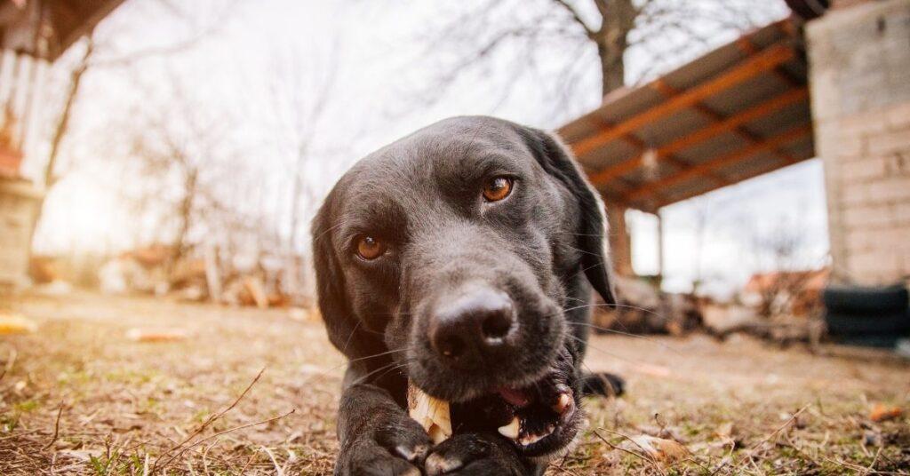 My Dog Attacked my Other Dog over Food (Food Aggression) What to do?