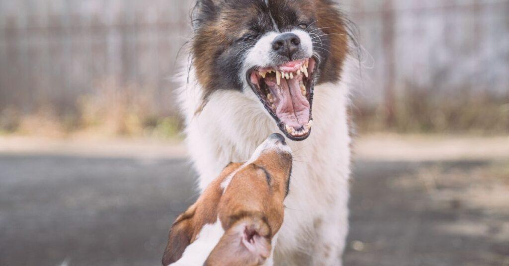 My Dog Attacked my Other Dog over Food (Food Aggression) What to do?