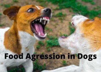 My Dog Attacked my Other Dog over Food: What to do?