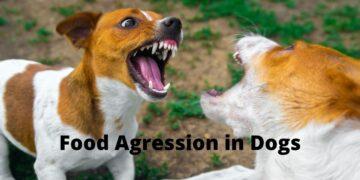 My Dog Attacked my Other Dog over Food: What to do?