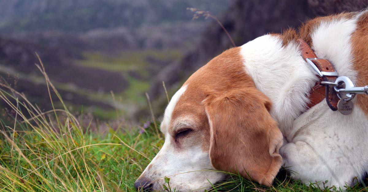 My Dog is Scared of Me because I Hit Him How to Fix it?