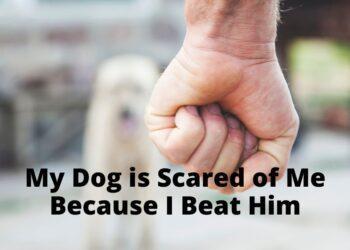 My Dog is Scared of Me because I Hit Him- How to Fix it?