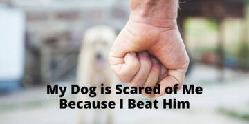 My Dog is Scared of Me because I Hit Him- How to Fix it?