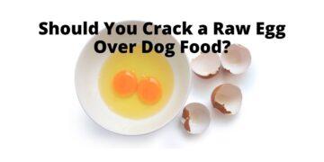 Should you Crack a Raw Egg Over Dog Food?