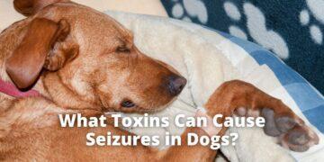 What Toxins Can Cause Seizures in Dogs?