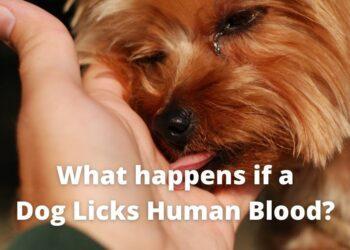 What happens if a Dog Licks Human Blood?
