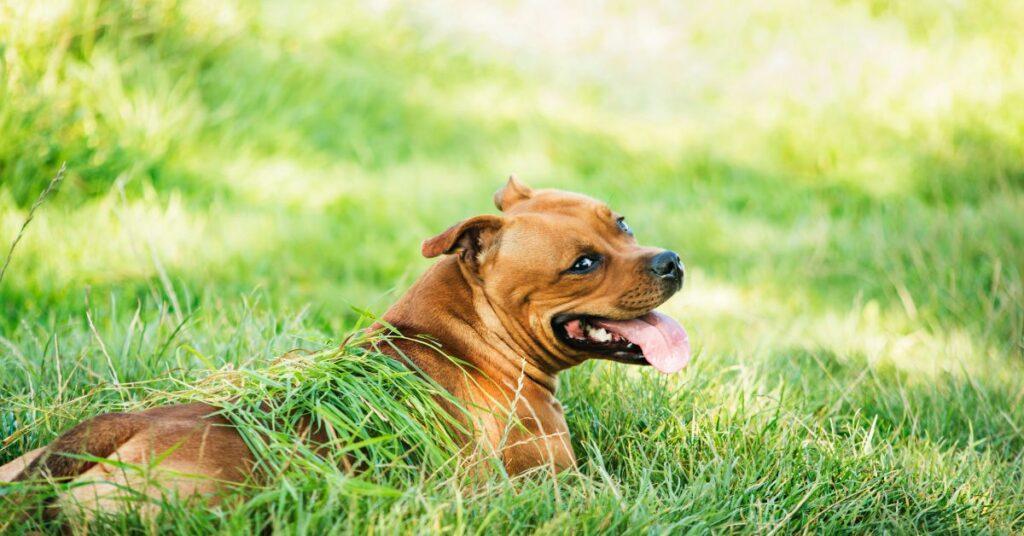 Why do Dogs Roll in the Grass?