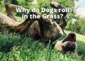 Why do Dogs Roll in the Grass?