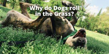 Why do Dogs Roll in the Grass?