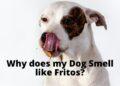 Why does my Dog Smell like Fritos?