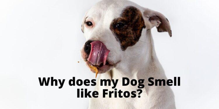 Why does my Dog Smell like Fritos?
