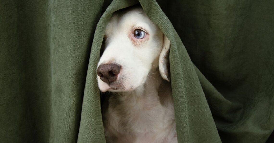 Why does my Dog keep Licking my Legs?