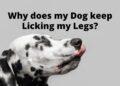 Why does my Dog keep Licking my Legs?