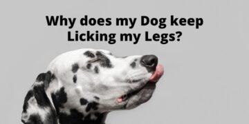 Why does my Dog keep Licking my Legs?