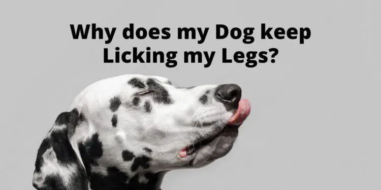 why-does-my-dog-keep-licking-my-legs