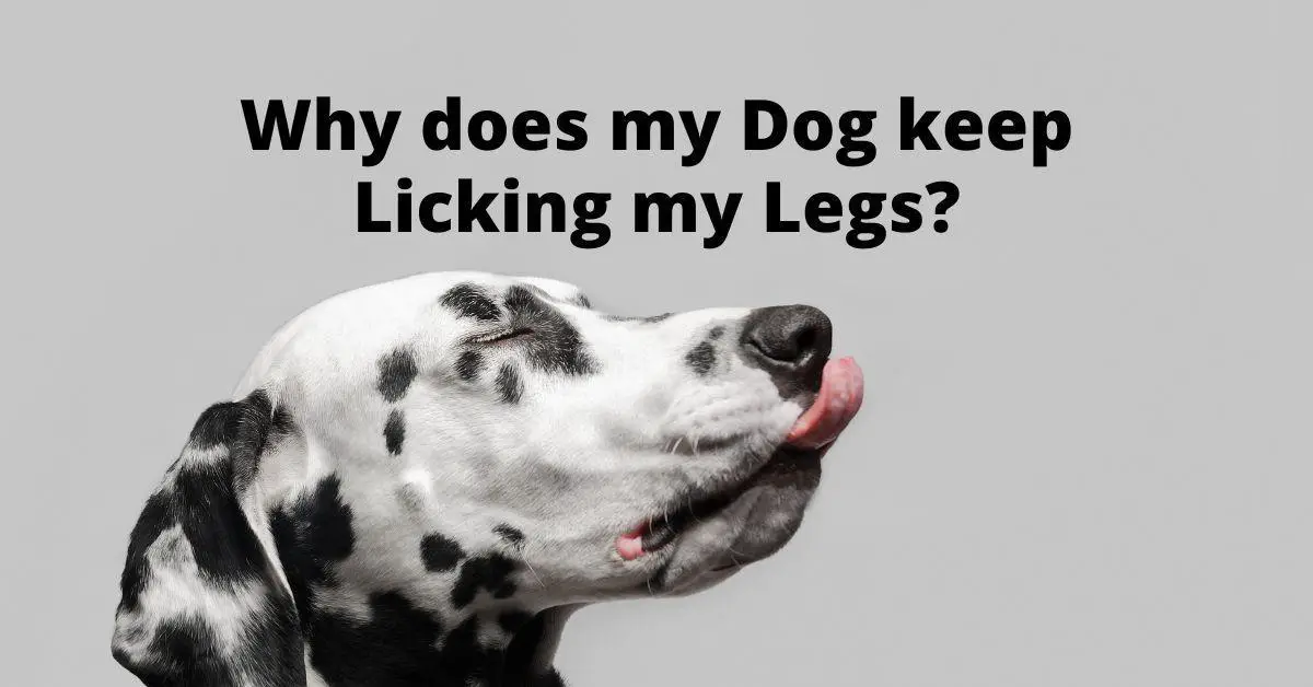 Why does my Dog keep Licking my Legs?