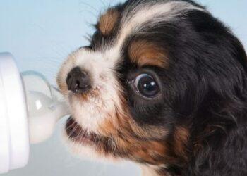 Can Puppies drink Evaporated Milk?