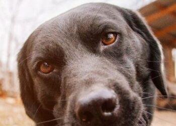 My Dog Attacked my Other Dog over Food: What to do?