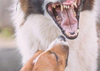 My Dog Attacked my Other Dog over Food: What to do?