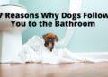 7 Reasons Why Dogs Follow You to the Bathroom