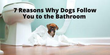 7 Reasons Why Dogs Follow You to the Bathroom