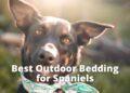 Best Outdoor Bedding for Spaniels- Buyer's Guide