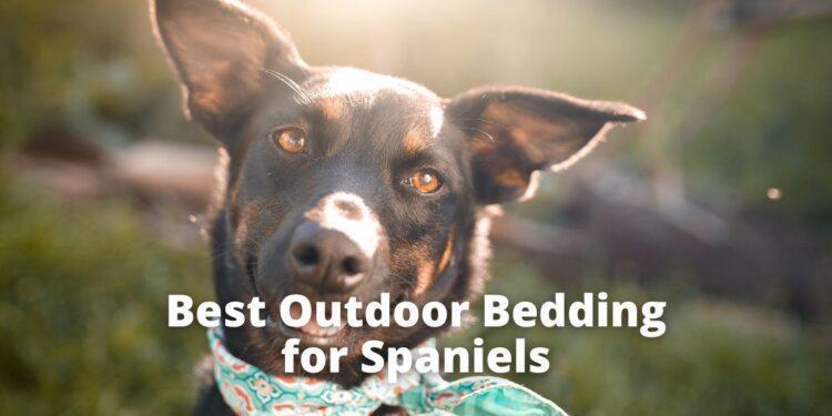 Best Outdoor Bedding for Spaniels- Buyer's Guide