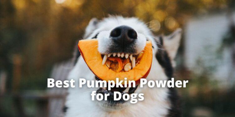 Best Pumpkin Powder for Dogs- Buyer's Guide