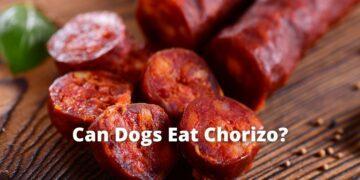 Can Dogs Eat Chorizo?