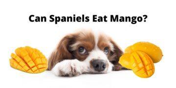 Can Spaniels Eat Mango?