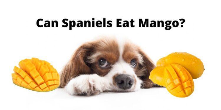 Can Spaniels Eat Mango?