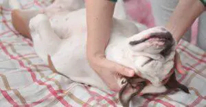How to Massage a Dog to Poop?