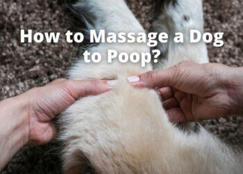 How to Massage a Dog to Poop?
