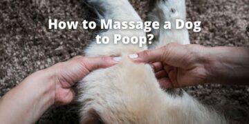 How to Massage a Dog to Poop?