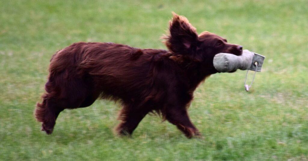 How to Use a Dummy Launcher for Gun Dog Training?