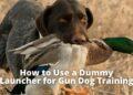 How to Use a Dummy Launcher for Gun Dog Training?