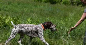 How to Use a Dummy Launcher for Gun Dog Training?