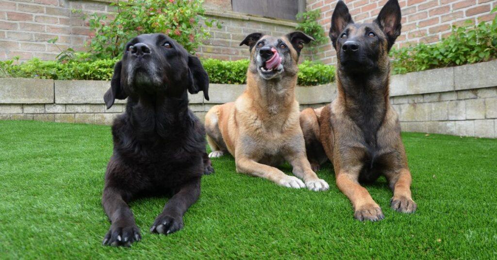 How to Use a Dummy Launcher for Gun Dog Training?