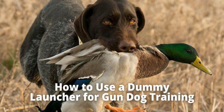 How to Use a Dummy Launcher for Gun Dog Training?
