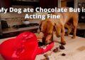 My Dog ate Chocolate But is Acting Fine- Should I be Worried?