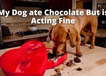 My Dog ate Chocolate But is Acting Fine- Should I be Worried?