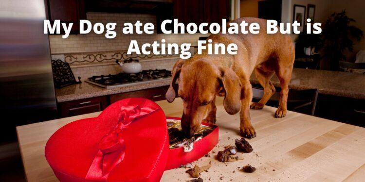 My Dog ate Chocolate But is Acting Fine- Should I be Worried?