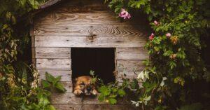 Should you Insulate Dog Kennels?