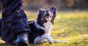 What does Heel mean in Dog Training?