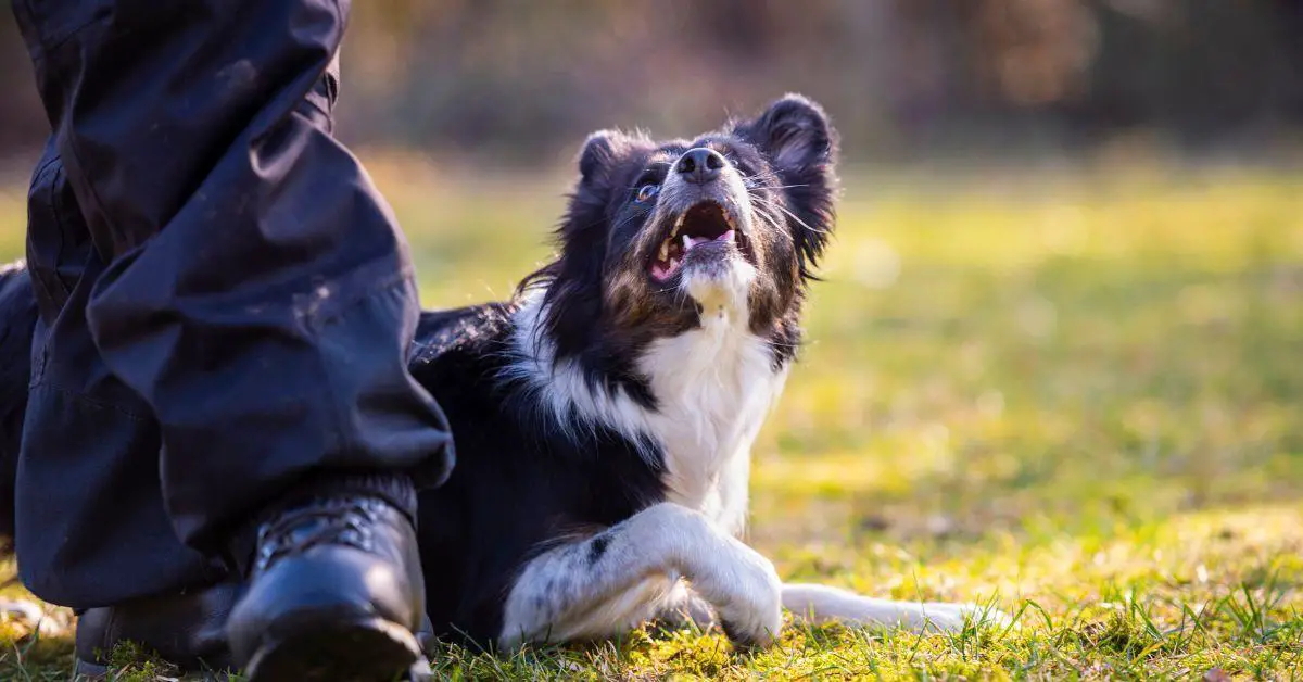 what-does-heel-mean-in-dog-training