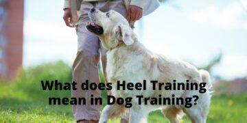 What does Heel mean in Dog Training?