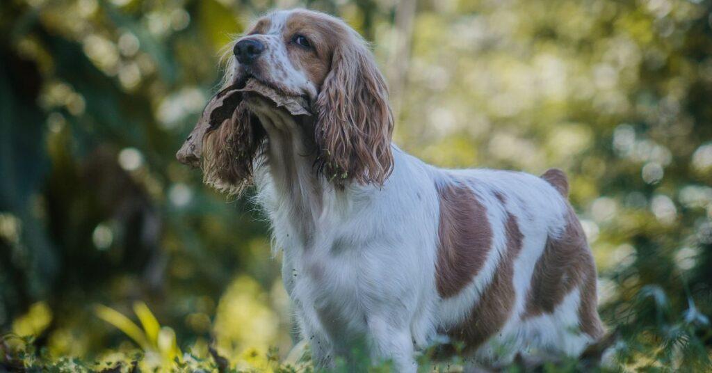 Working Cocker vs Show Cocker A Comprehensive Comparison