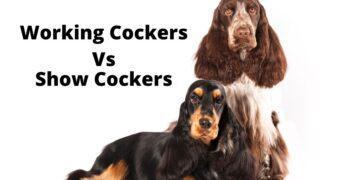 Working Cocker Vs Show Cocker- Know All Differences